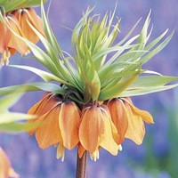 Fritillaria imperialis Rubra Maxima